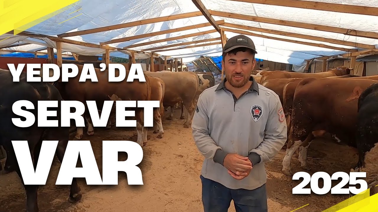 Acemi Satıcı Servet Sizleri Bekliyor | 2025 kurbanlık fiyatları