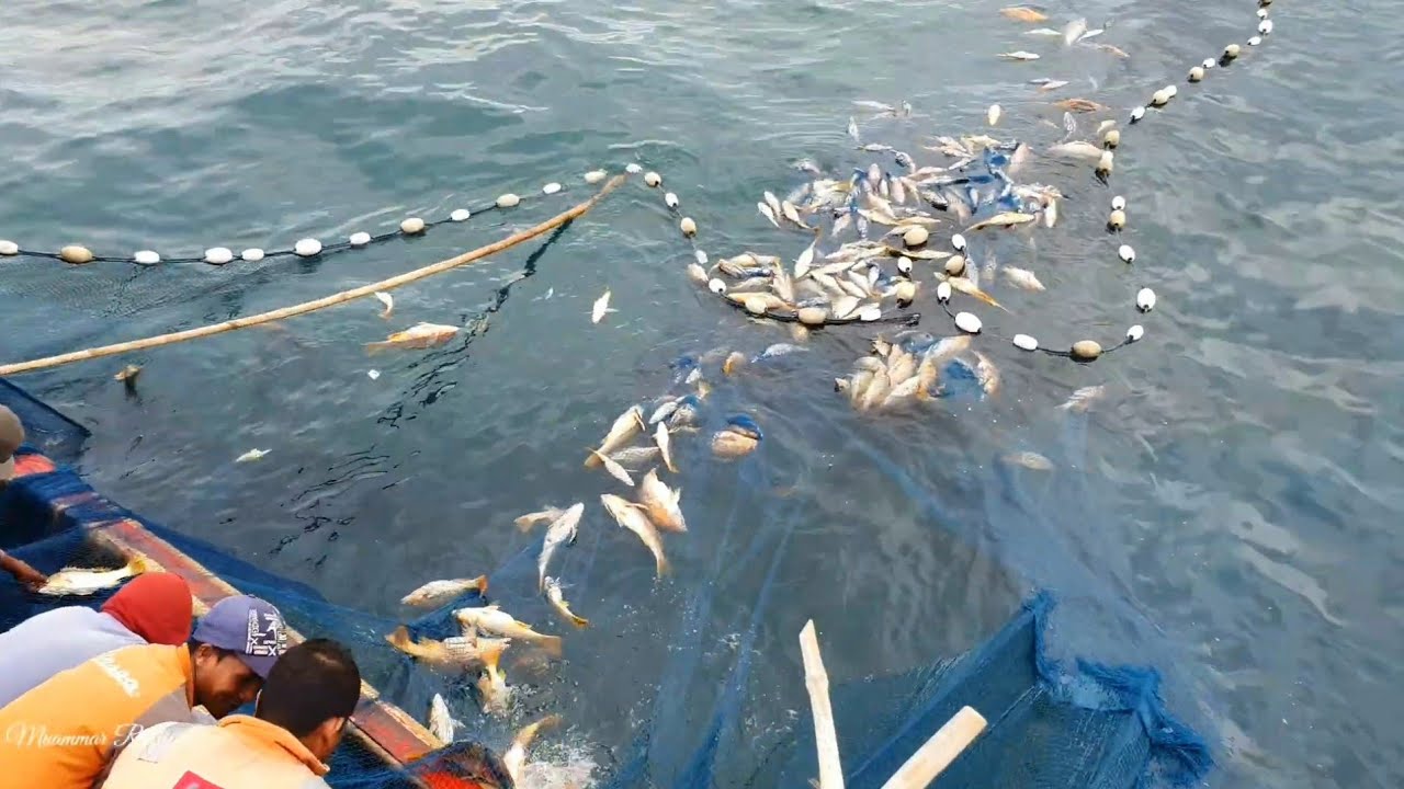 Begini Proses Penangkapan Ikan di siang Hari Dari Awal Hingga Selesai Gak nyangka Hasilnya Be