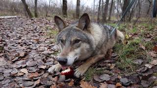 Волк ест яблоко // У волка февраля необычные вкусовые предпочтения
