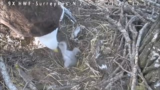 Surrey Reserve featuring Brit & Rey  Do Not Disturb a Feisty & Sleeping Chick  51024