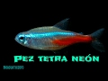 Reproducción del pez tetra neón y cuidados básicos