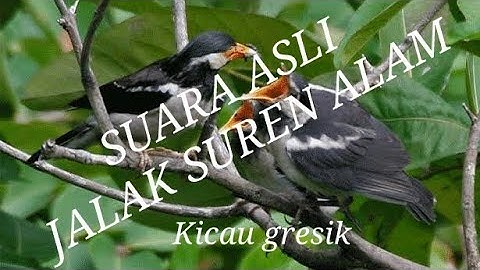 SUARA ASLI JALAK SUREN UNTUK PANCINGAN ATAUPUN TERAPI BURUNG ANDA YANG LEAST BUNYI