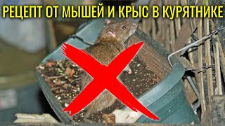 Как избавиться от мышей и крыс в курятнике - каша с битым стеклом в помощь!