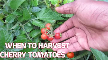 Jak poznáte, že jsou cherry rajčata dostatečně zralá na sklizeň?