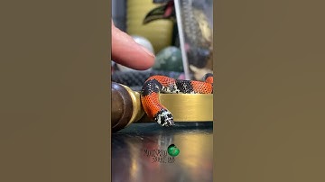 Ready to feed our little snake for the first time! #molinarosnakelab #snakebreeding #hognose #shorts