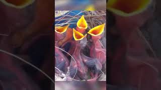 Myna baby bird feeding in nest