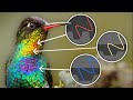 What Birds Know About Color That You Don’t