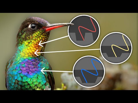 What Birds Know About Color That You Don’t