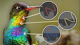 What Birds Know About Color That You Don’t