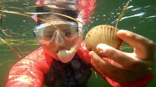 Scalloping Crystal River