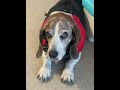 Am I The Lady In Red Is The Song About Me TyLovesRoo Beagle Puppy Beagle Dog Am I The Lady In Red Is The Song About Me TyLovesRoo Beagle Puppy Beagle Dog