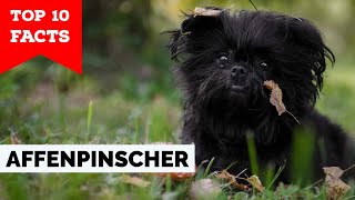 Affenpinscher  Top 10 Facts