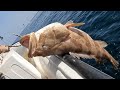 Deep sea fishing | Kingfish and grouper hunting | The most enjoyable pastime
