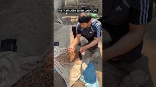 ERON PISTA URUĞINI EKISH JARAYONI PITALARNI MANA QANDEY EKISH KERAK PISTA KÕCHATLARI SOTUVGA