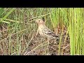 Red Throated Pipit Roodkeelpieper Red Throated Pipit Roodkeelpieper