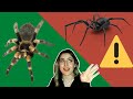 ¿Cómo saber cuáles son las arañas venenosas?