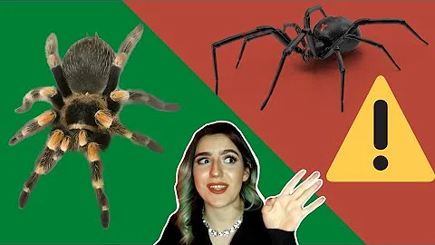 ¿Cómo es la telaraña de una araña venenosa?