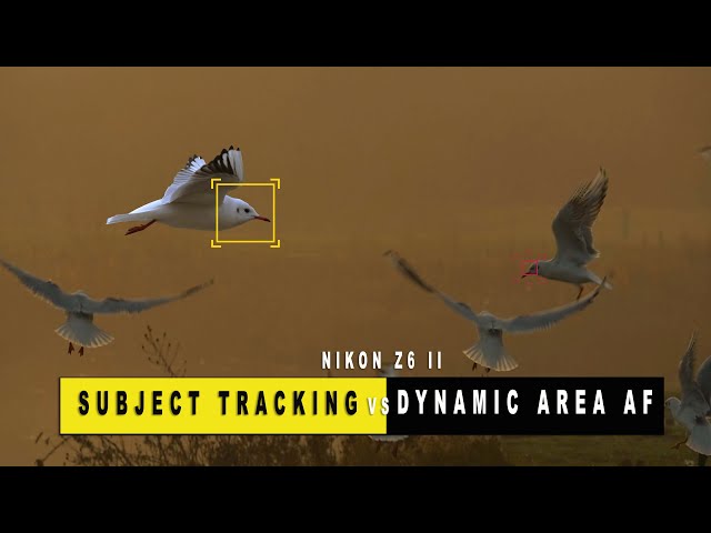 Nikon Z6ii WHICH ONE IS BETTER? Dynamic area af OR subject tracking FOR BIRDS IN FLIGHT #NIKONZ6II class=