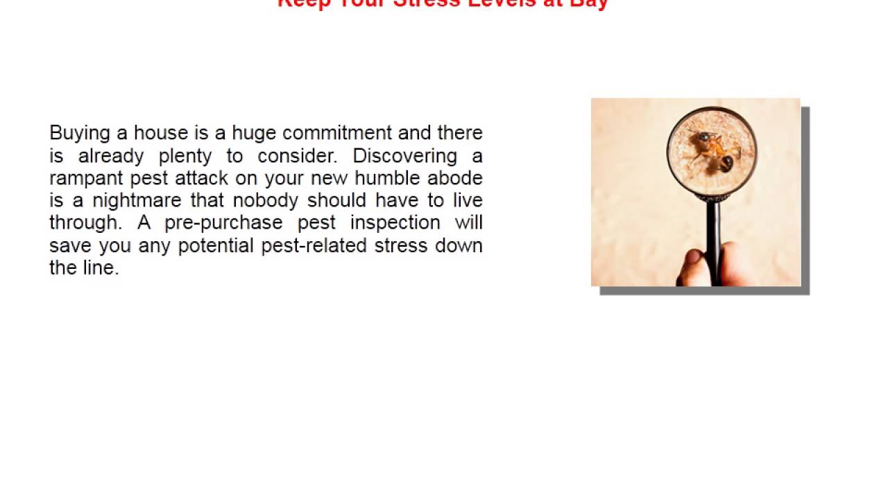 Here’s Why You Should Complete a Pre-Purchase Pest Inspection