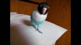 Papagei Irish-Step-Tanz - Funny Parrot Tap Dance