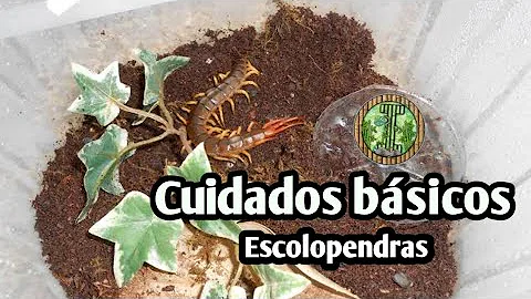 ¿Puedo tener un ciempiés como mascota?