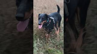 Грозарубик Ягдтерьер Jagdterrier