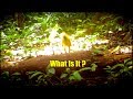 Creepy Trail Camera Mystery: Unexplained Footage from Costa Rica