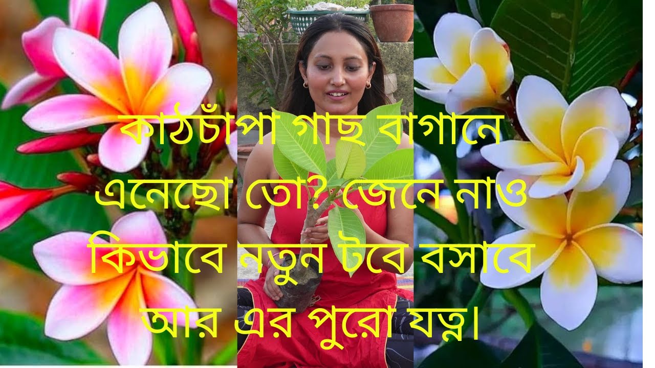কাঠচাঁপা গাছের পুরো যত্ন A to Z//How to care plumeria plant 🪴 - YouTube
