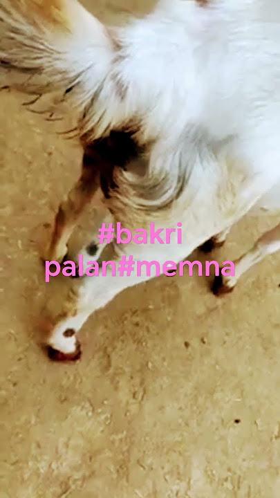 Seksi xayrli tun Seksi xayrli tun