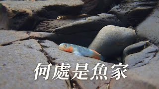 【淡水原生魚種】何處是魚家如何杜絕商業採捕壓力(我們的島 1110集 20210621)