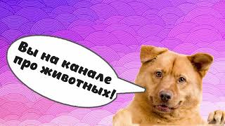 Беременность у кошек\Моя Lucky беременна. Беременность у кошек\Моя Lucky беременна.