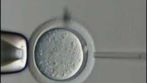 Embryonic Stem Cells and Disease Part 2 of 6