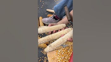 The manual corn thresher is easy and quick to operate.#thresher #machinery #farmer #dawnagro