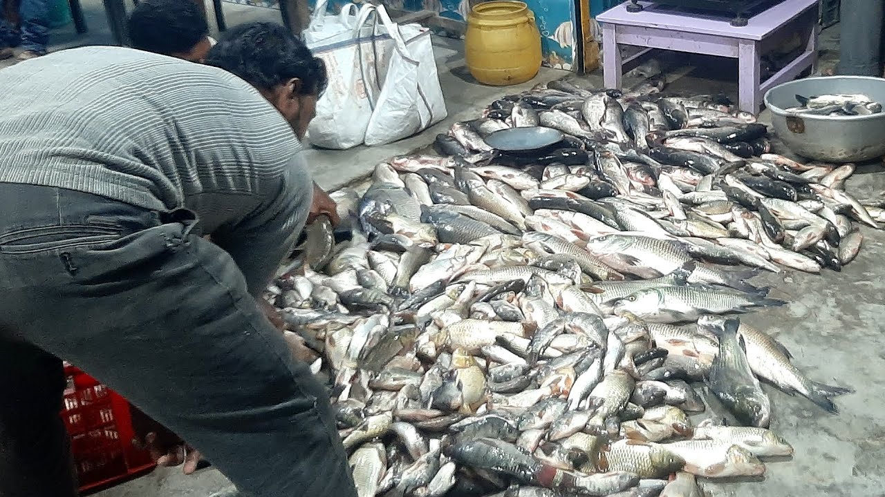 Amazing 15 kg katla fish sale in west bengal Fish market 2023 YouTube