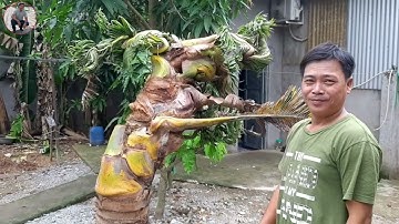 Cây Dừa Độc Lạ có 1 - 0 - 2 " Đầu rồng  Đuôi Phụng | Độc lạ