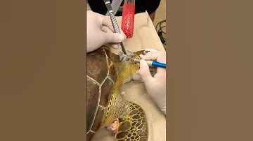 Saving Sea Turtle 🐢