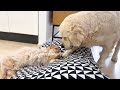 What does a Golden Retriever do when she finds a Cat in her Bed