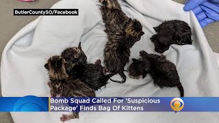 No Cat-Astrophe: Bomb Squad Called For 'Suspicious Package' Find Bag Of Kittens