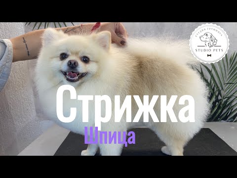 Стрижка шпица/ груминг шпица в домашних условиях/ как подстричь шпица