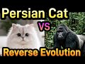 M#01【Persian cat VS Gorilla The Reverse Evolution】Guided by Majestic Music