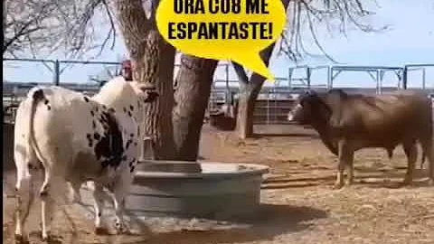 ¿Se asustan las vacas en la oscuridad?