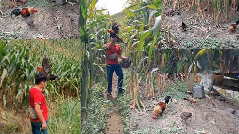 Gà mã đỏ đi nương.qaib qus mus teb lom zem kaws 