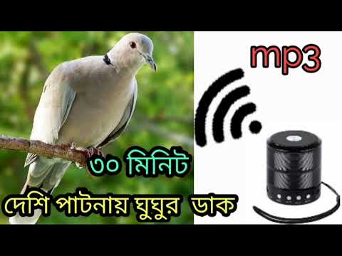 দেশি পাটনায় ঘুঘুর ডাক /ঘুঘু পাখির ডাক/#birdsounds /#bmmedia1