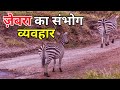 ज़ेबरा का संभोग व्यवहार | zebra mating रोचक जानकारी | Zebras Animal Mating Cycle In Hindi