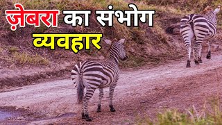 ज़ेबरा का संभोग व्यवहार | zebra mating रोचक जानकारी | Zebras Animal Mating Cycle In Hindi