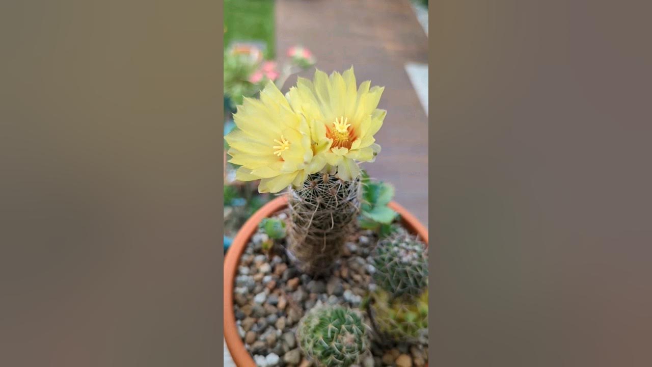 I love fragrant cacti flowers so much! Thelocactus setispinus, blooming