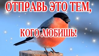 🔴ОЧЕНЬ ВАЖНО! ЭТИ СЛОВА МОГУТ МНОГО! С ДОБРЫМ УТРОМ! ДОБРОЕ УТРО И ХОРОШЕГО ДНЯ! ПОЖЕЛАНИЕ