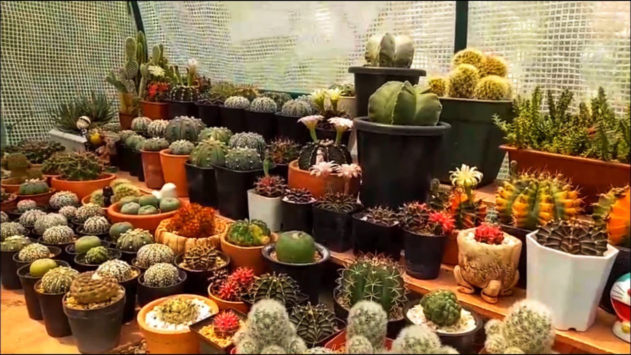 พาชมกระบองเพชร-ที่สวน Rabbit_Cactus | Cactus One life