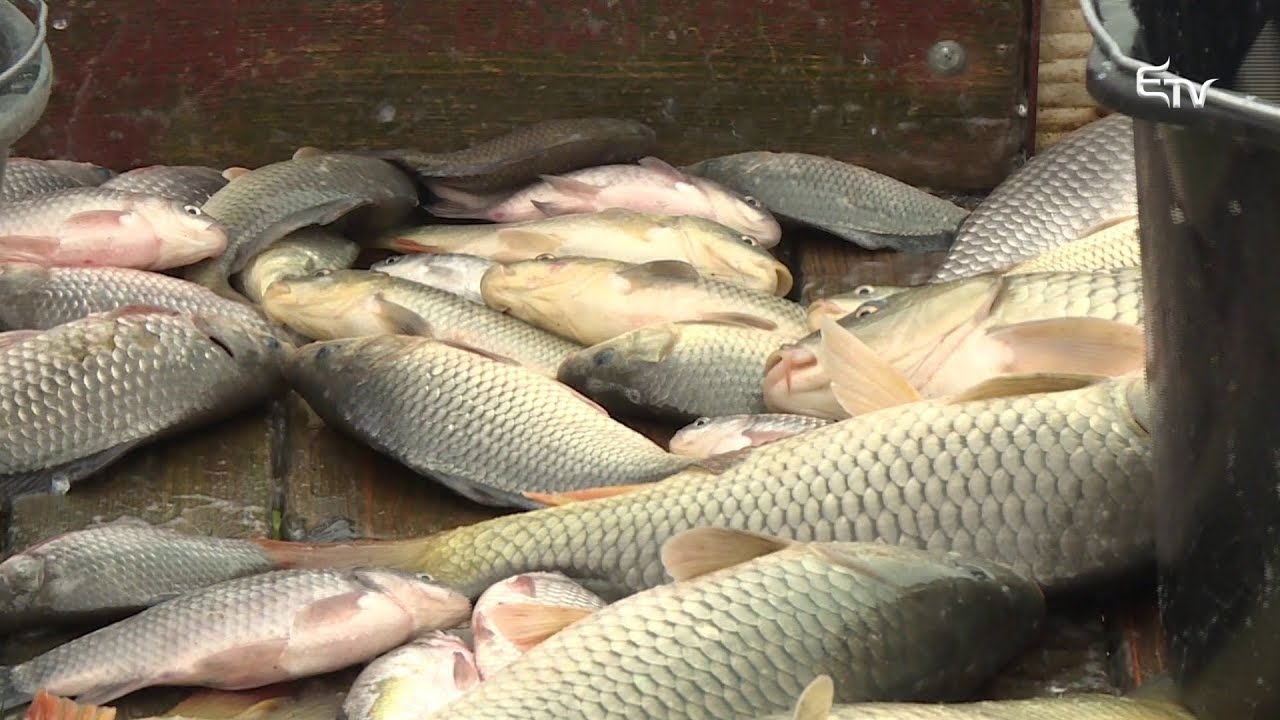 Tájkép: haltenyésztés – 2019. december 2.