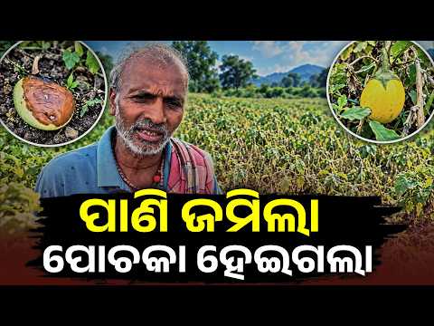 ଲଗାଣ ବର୍ଷା ନେଇଗଲା ବାଇଗଣ ଫସଲ, ଲକ୍ଷ ଲକ୍ଷ ଟଙ୍କାର କ୍ଷତି | Sorada Crop Damage